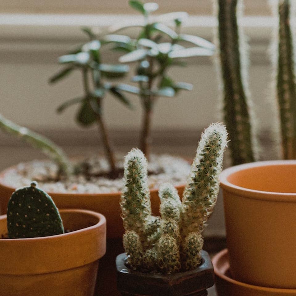 Six small cactus plants 