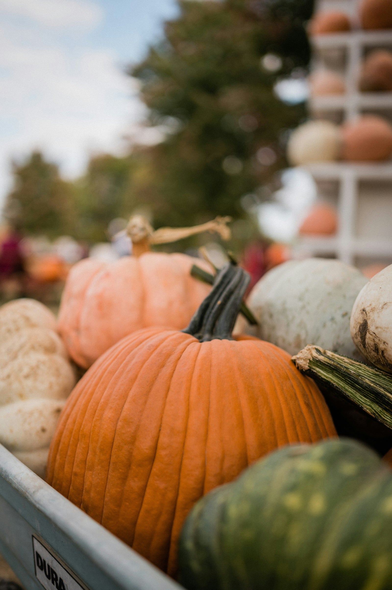 The Hollow in Halloween