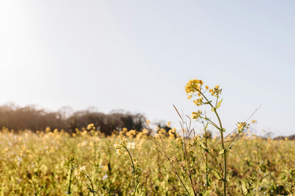 Finding Strength in Suffering: Embracing Our Emotional Pain