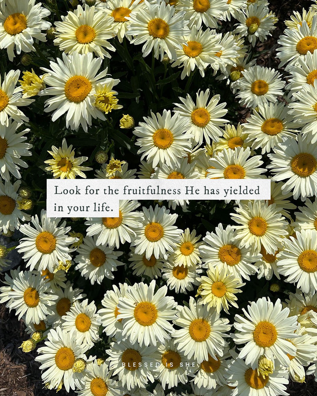 Apricots, Plums, and Figs Blessed Is She