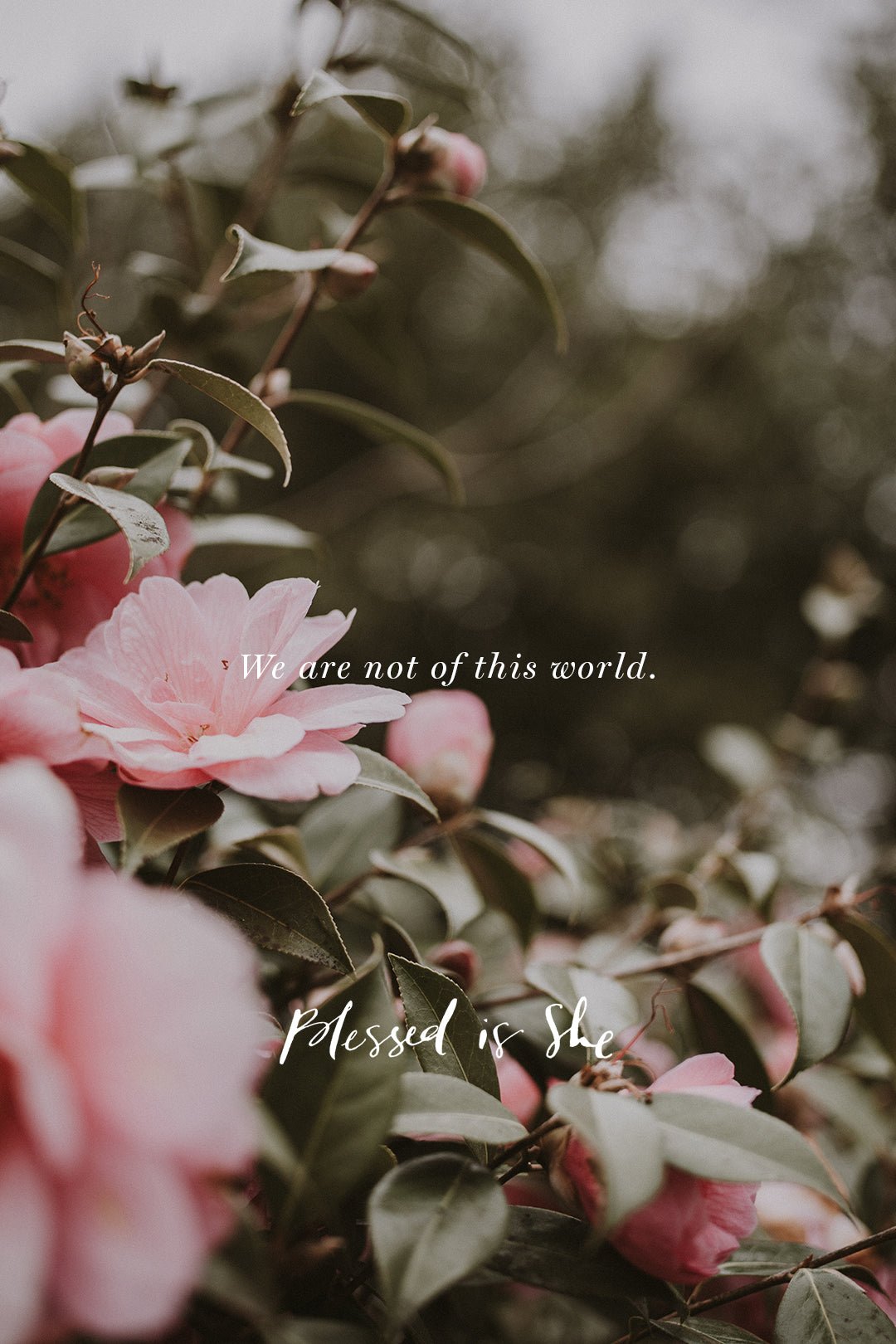 Not of This World - Blessed Is She