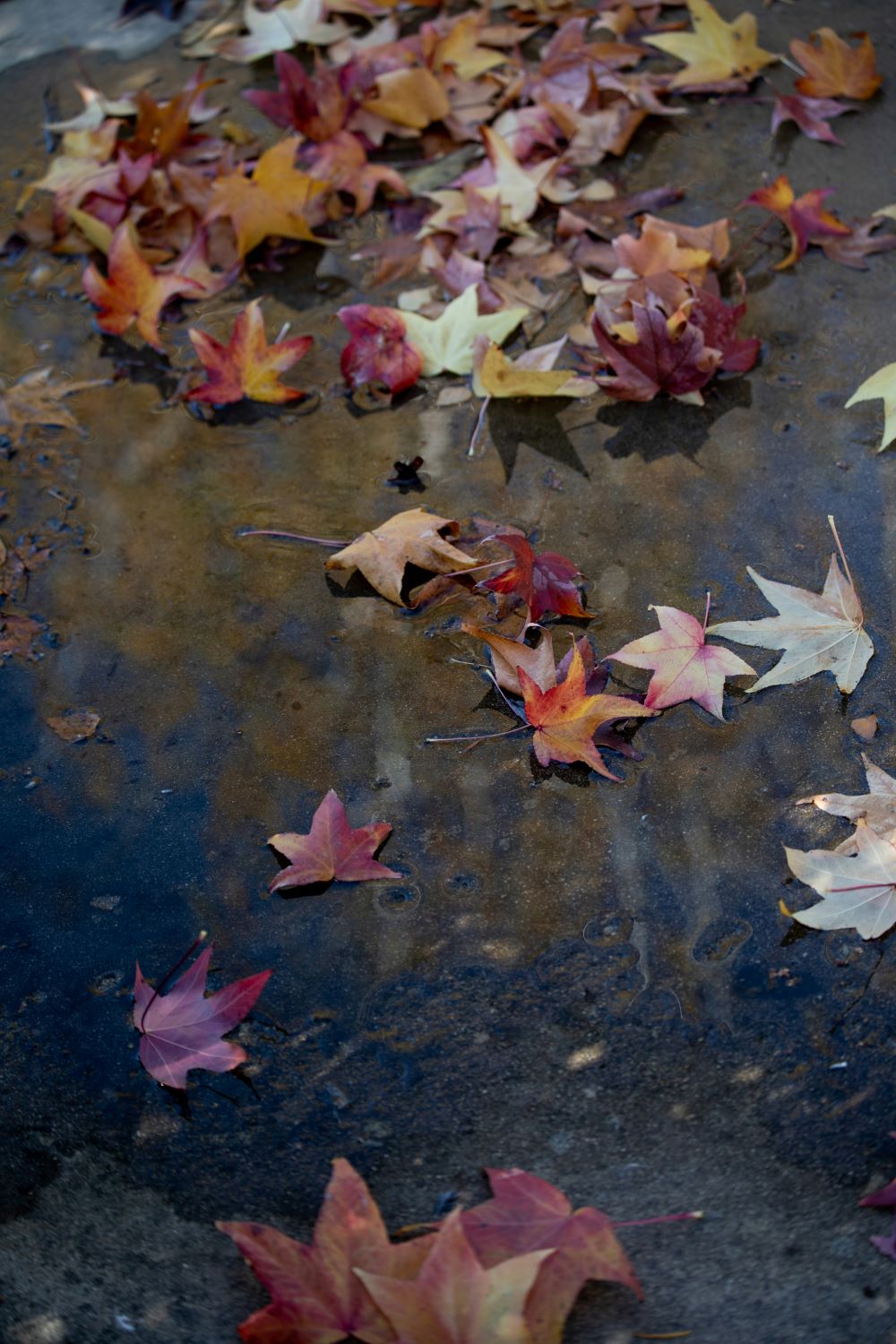 Reflecting On The End of The Liturgical Year - Blessed Is She