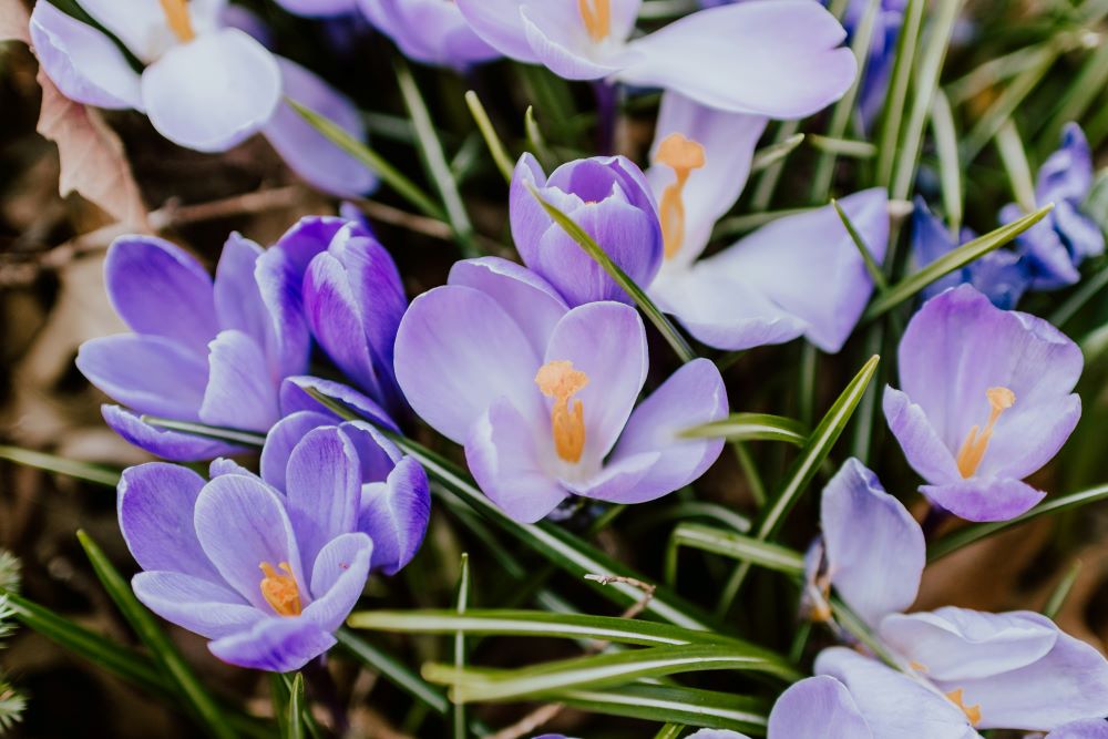 Spring Spiritual Cleaning - Blessed Is She