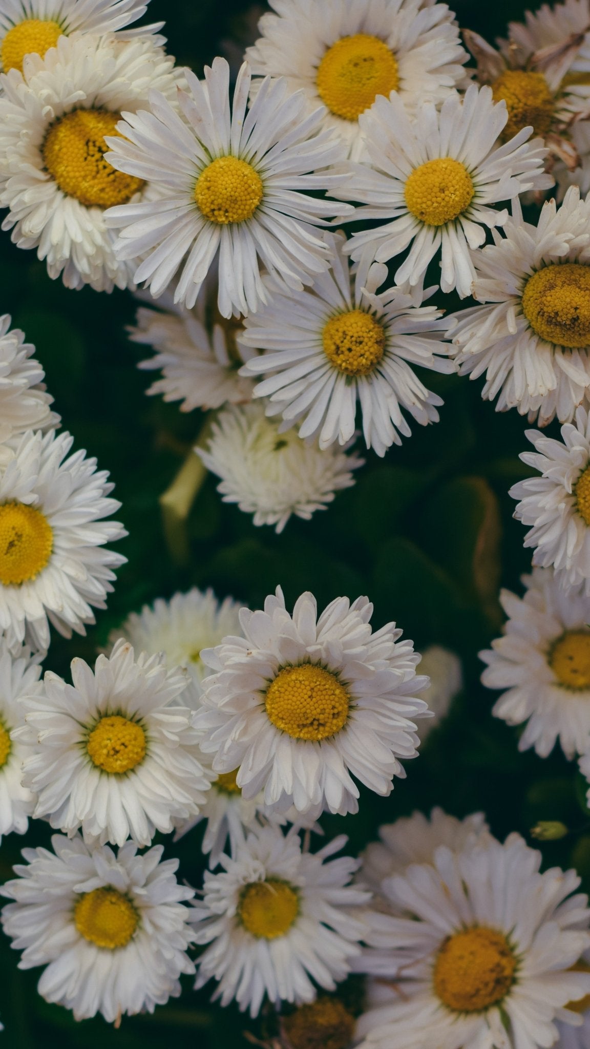 The Power of Corpus Christi In My Life - Blessed Is She