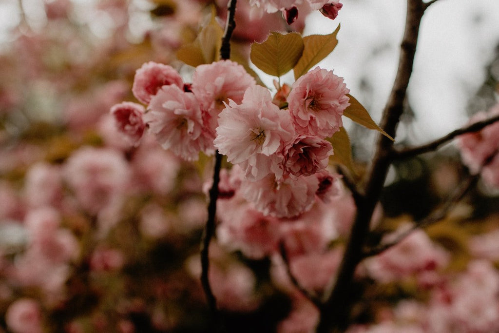 What is Marian Consecration? - Blessed Is She