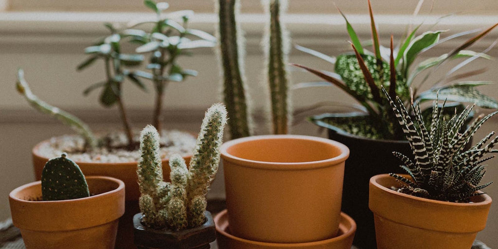 Six small cactus plants 